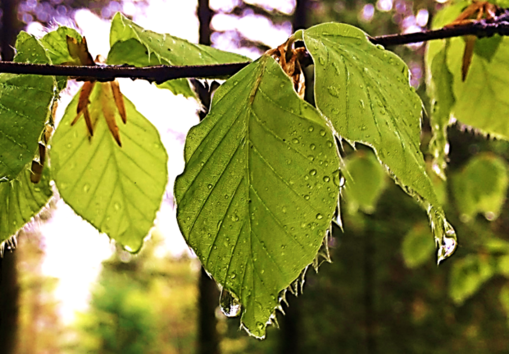 Bomen-in-een-notendop (webinar)